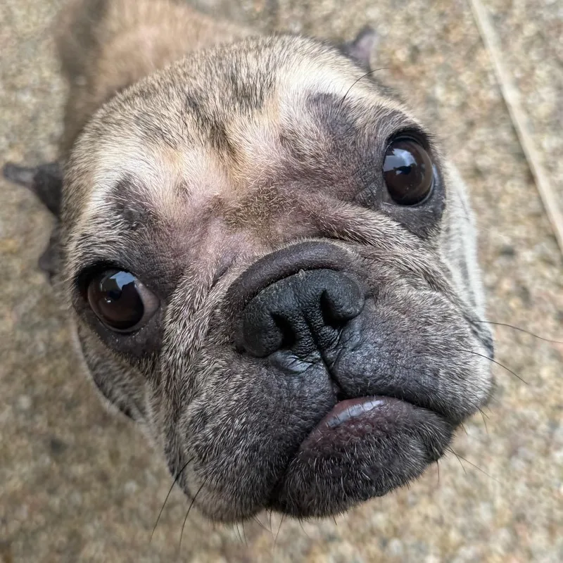 Stella thumbnail 2
