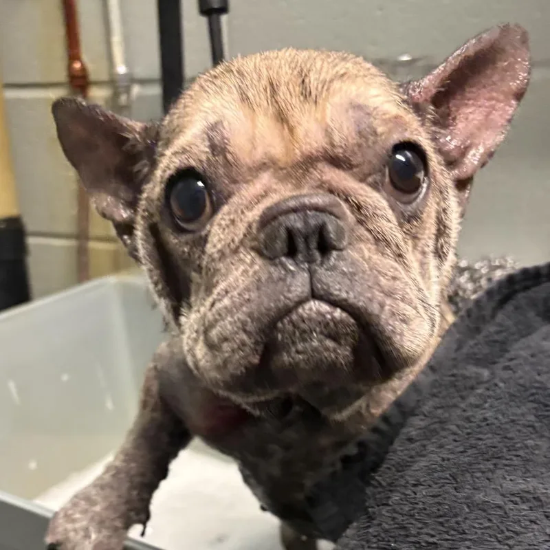 Stella thumbnail 3