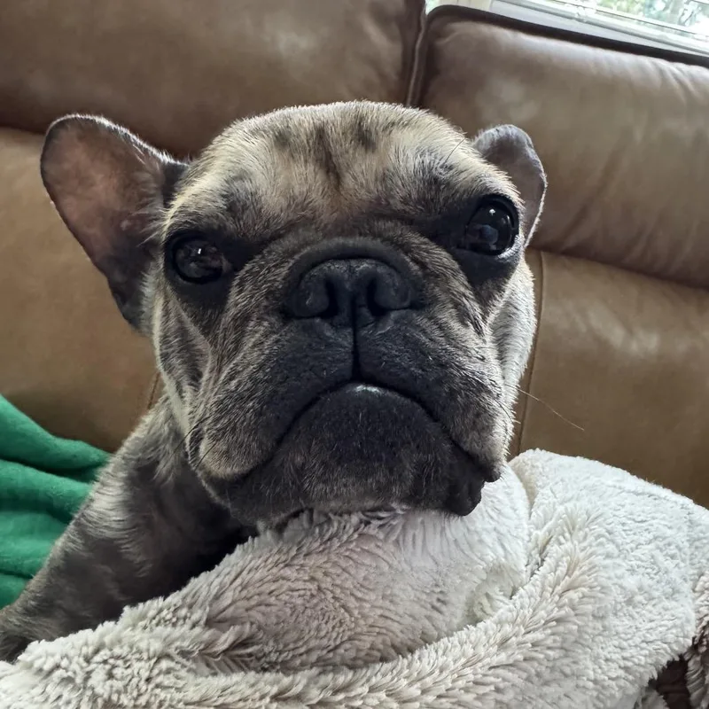 Stella thumbnail 4