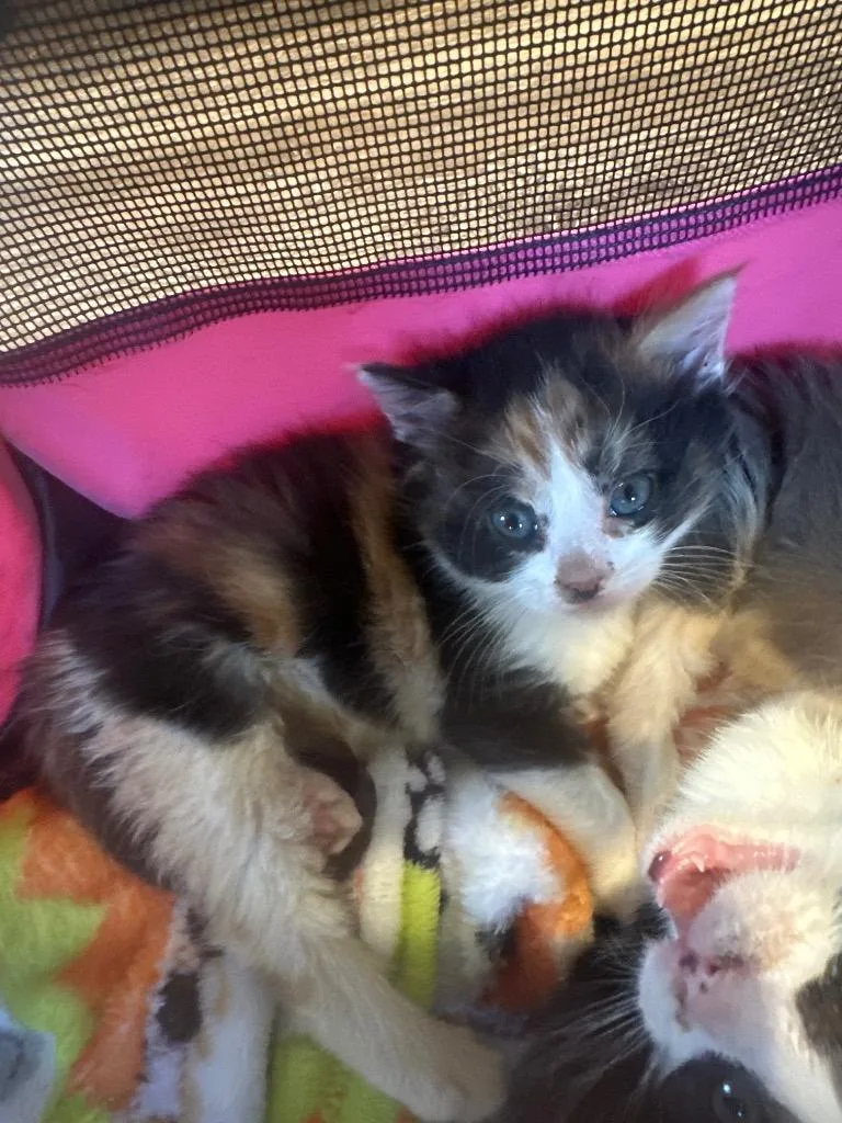 A baby small-sized female Domestic Short Hair cat named Lucy for adoption in Pine Grove, PA