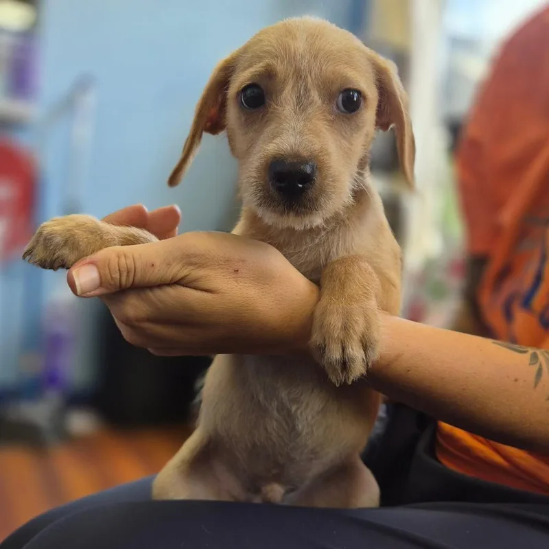 A baby small-sized male Brown / Chocolate Airedale Terrier dog named Pizza Hut for adoption in Wahiawa, HI