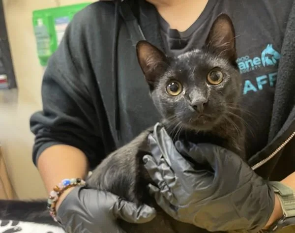 A young medium-sized male Domestic Short Hair cat named Midnight for adoption in Oceanside, CA