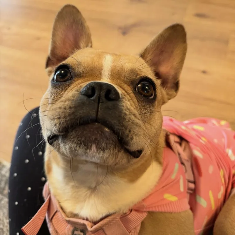 A young small-sized female Yellow / Tan / Blond / Fawn French Bulldog dog named Cucumber for adoption in Lynchburg, VA