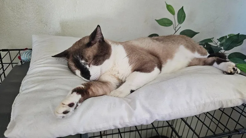 A young medium-sized male Domestic Short Hair cat named Frosty for adoption in Marianna, FL