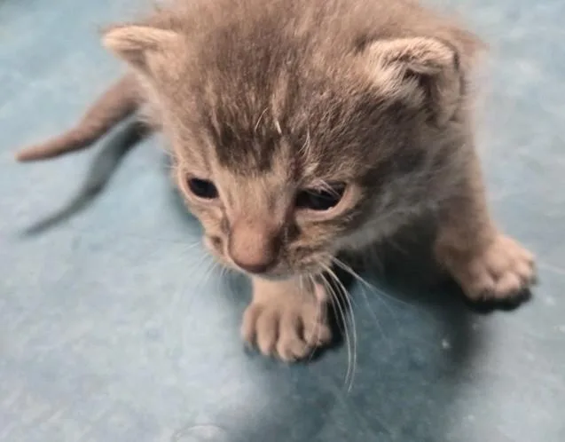 A baby small-sized male Domestic Short Hair cat named David Meowie for adoption in Los Angeles, CA