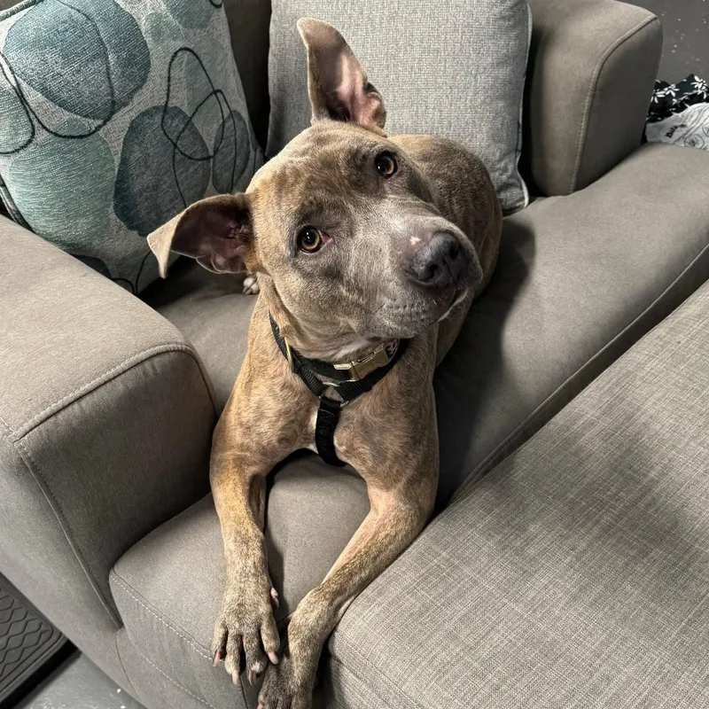 An adult medium-sized female Brindle Mixed Breed dog named Rizzo for adoption in Myrtle Beach, SC