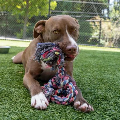An adult large-sized male Brown / Chocolate Mixed Breed dog named Choco Taco for adoption in Atlanta, GA