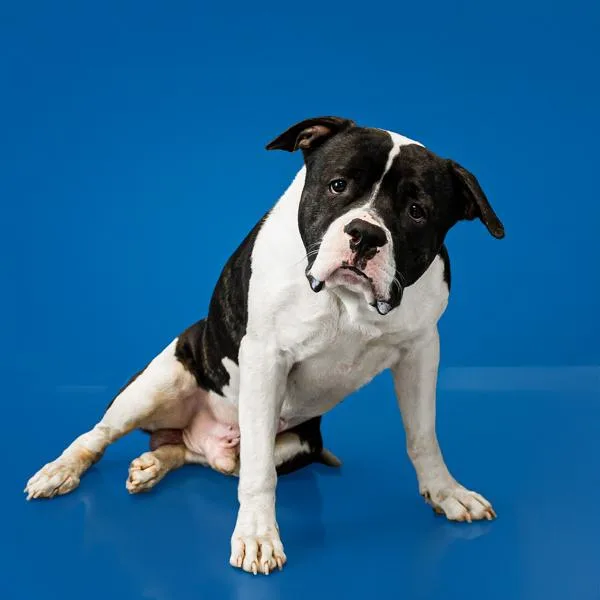 A young large-sized male Pit Bull Terrier dog named Pen Dianadion for adoption in Lawrenceville, GA