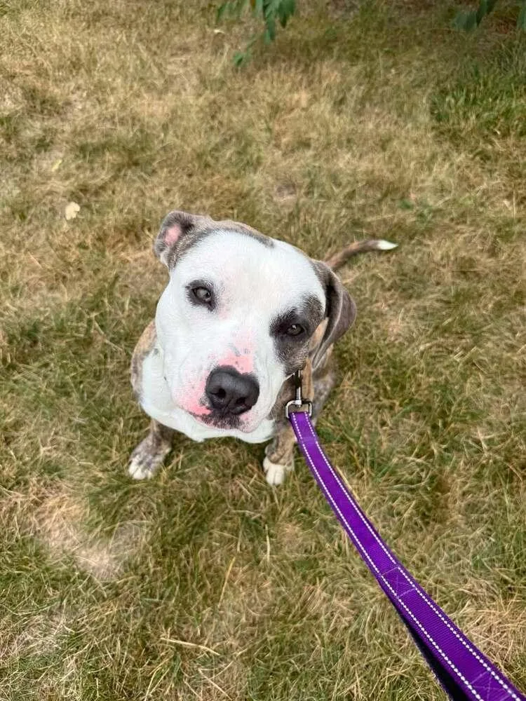 An adult large-sized male Mixed Breed dog named Barbosa for adoption in Lansing, MI