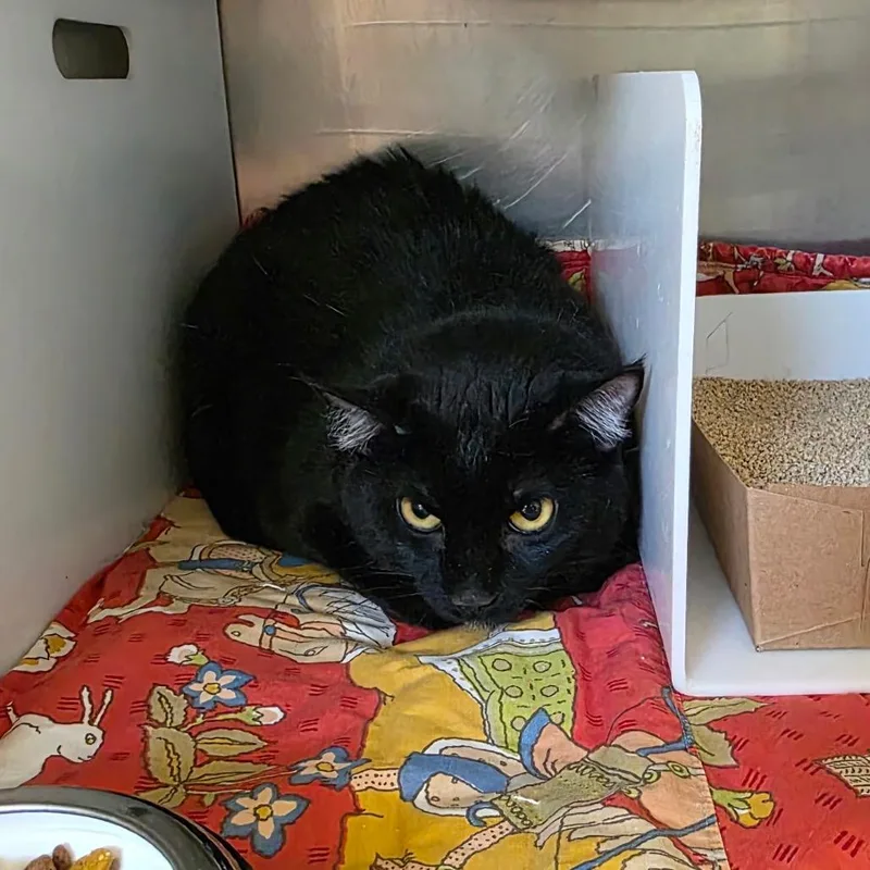 An adult medium-sized female Black Domestic Short Hair cat named Katherine for adoption in Eureka Springs, AR