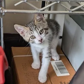 A baby small-sized male Gray / Blue / Silver American Shorthair cat named Mr. Blue for adoption in Freeport, FL