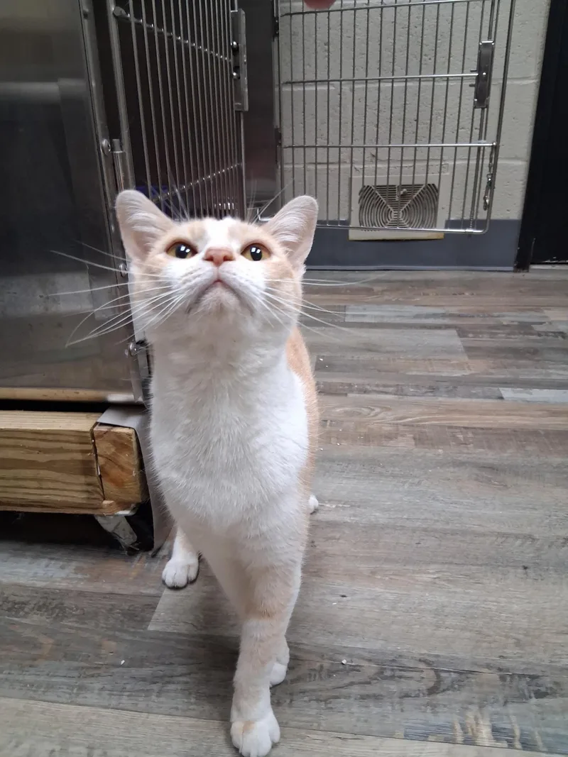 An adult medium-sized female Buff & White Domestic Short Hair cat named Jewel for adoption in Clarkesville, GA