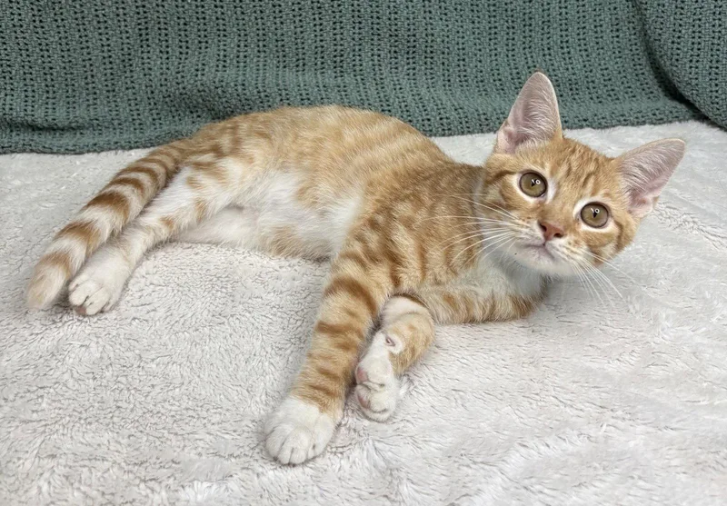 A baby medium-sized male Orange & White Domestic Short Hair cat named Grasshopper for adoption in Wetumpka, AL