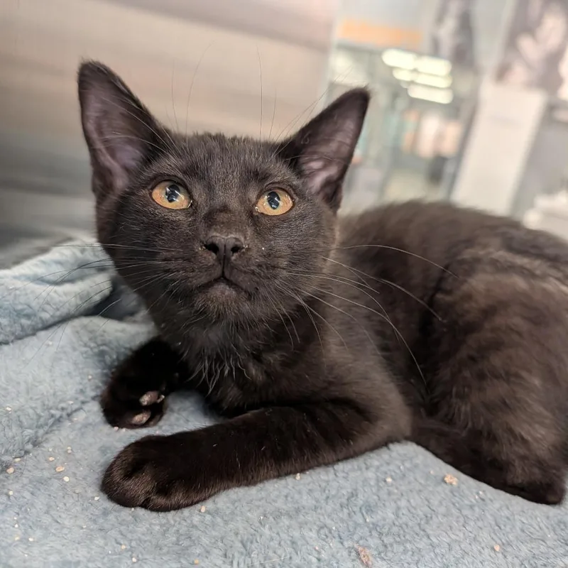A baby medium-sized female Domestic Short Hair cat named Athena for adoption in Cape Girardeau, MO