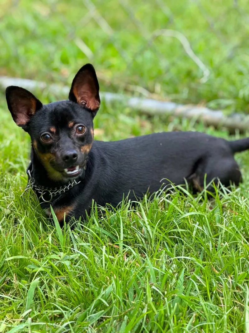 A young small-sized male Chihuahua dog named Vino for adoption in Bradenton, FL