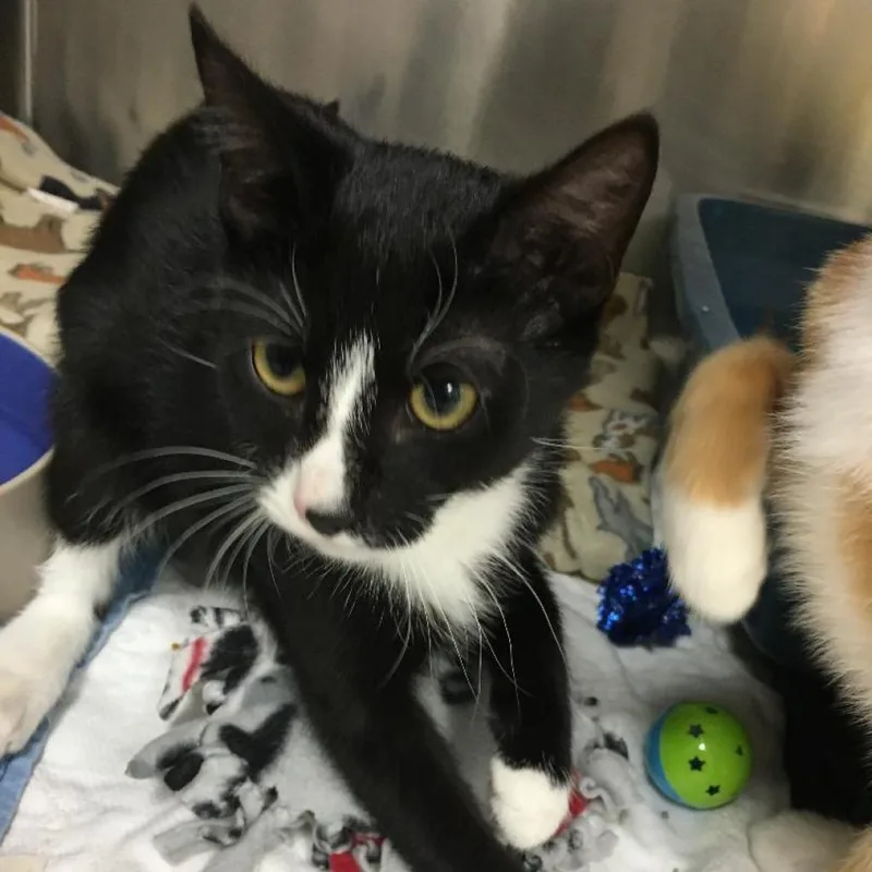 A senior large-sized male Black Domestic Short Hair cat named Goblin for adoption in Evansville, IN