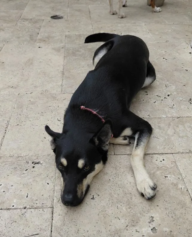 Prince : A Perfect thumbnail 4