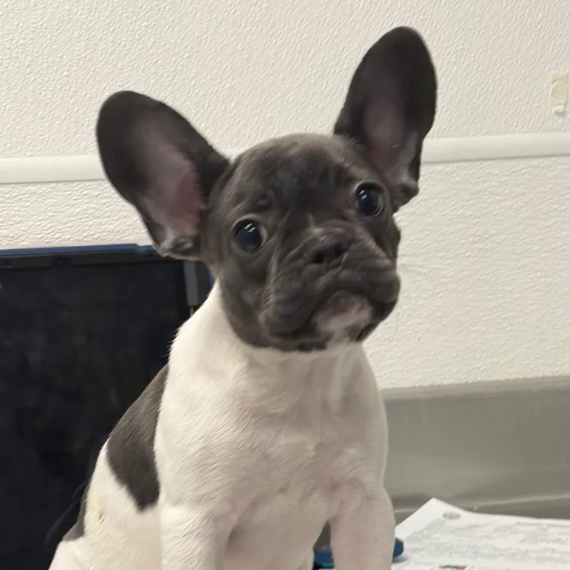 A baby small-sized female Gray / Blue / Silver French Bulldog dog named HACCStray for adoption in Henderson, NV