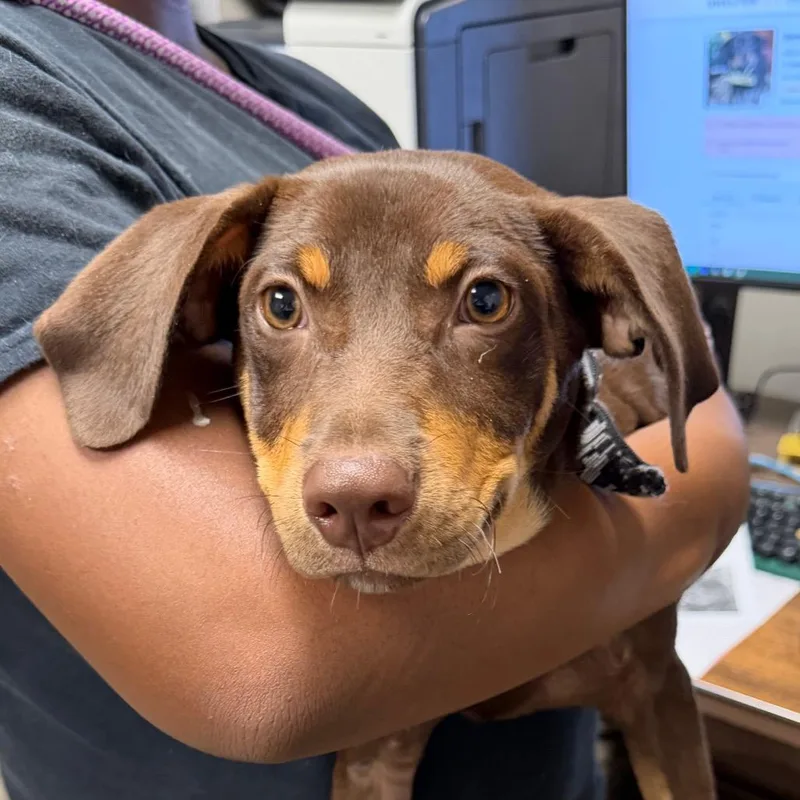 A baby small-sized male Brown / Chocolate Mixed Breed dog named Barton for adoption in Yuma, AZ