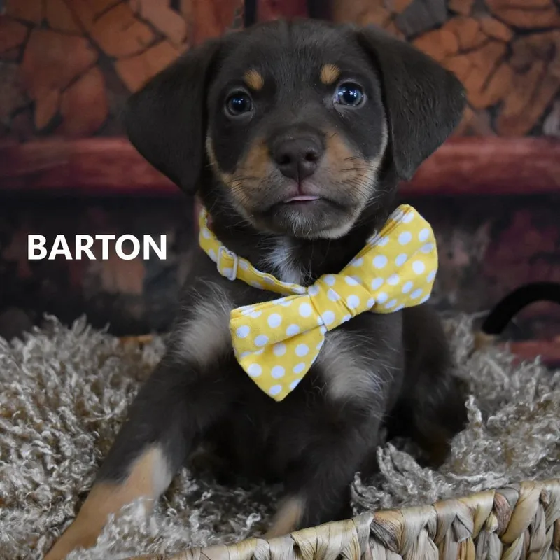 Barton thumbnail 2