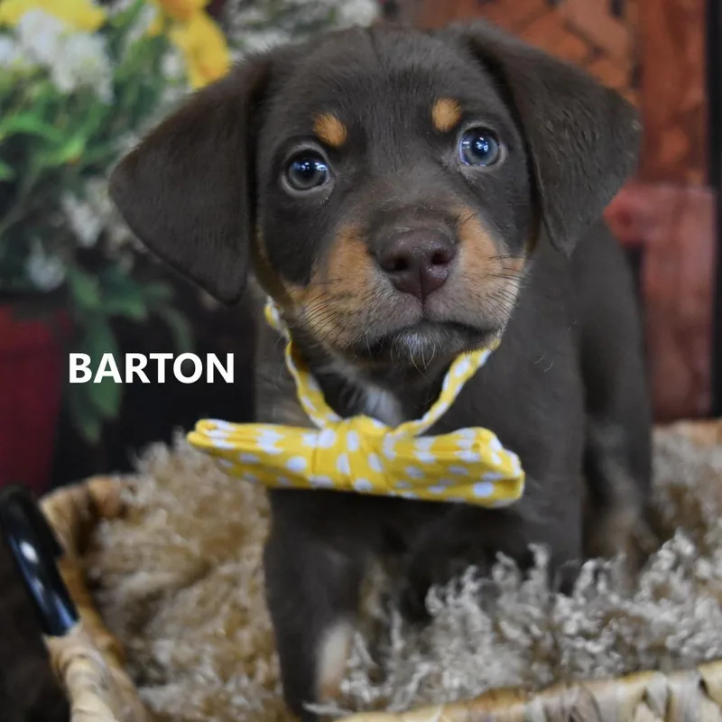 Barton thumbnail 3