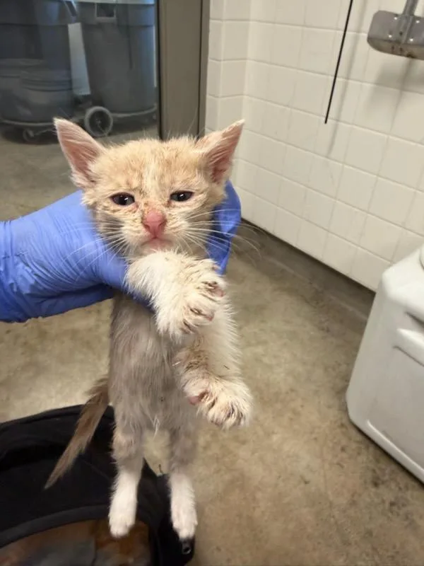 A baby small-sized male Domestic Short Hair cat named Hartley for adoption in Van Nuys, CA