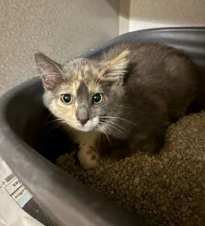 A baby medium-sized female Dilute Tortoiseshell Domestic Short Hair cat named Tawny for adoption in Mason City, IA