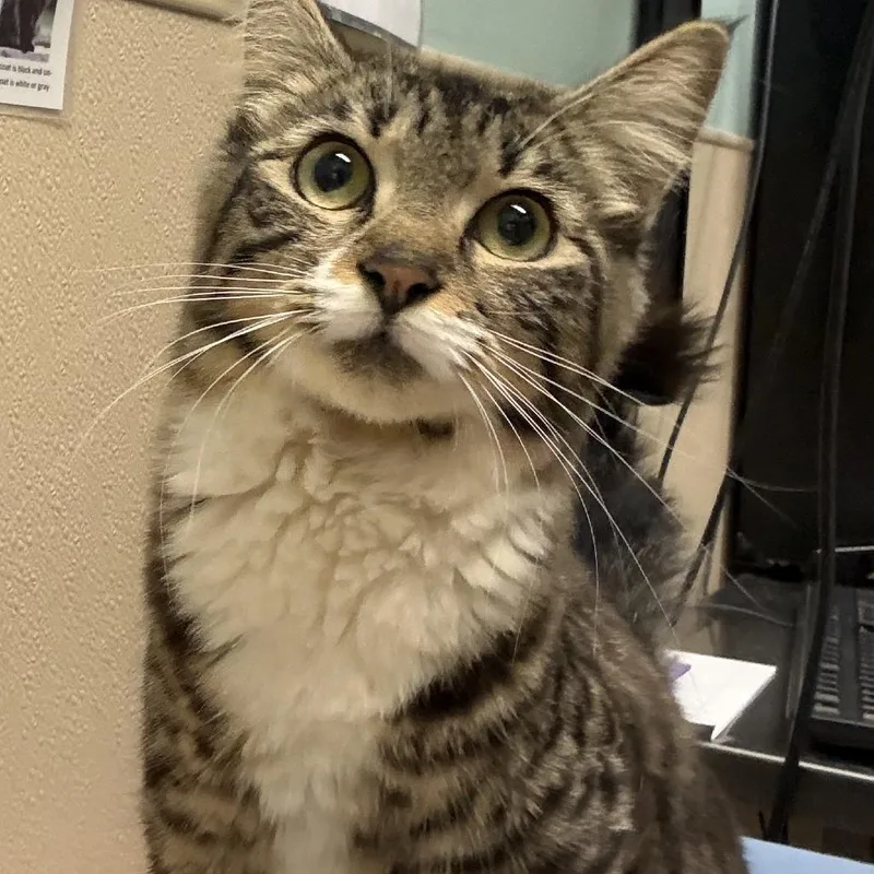 An adult medium-sized female Domestic Medium Hair cat named Victoria for adoption in Tacoma, WA