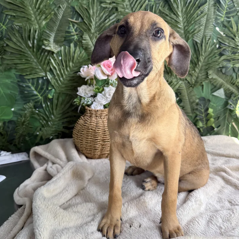 A baby medium-sized female Golden Mixed Breed dog named Darcy for adoption in Richmond, VA
