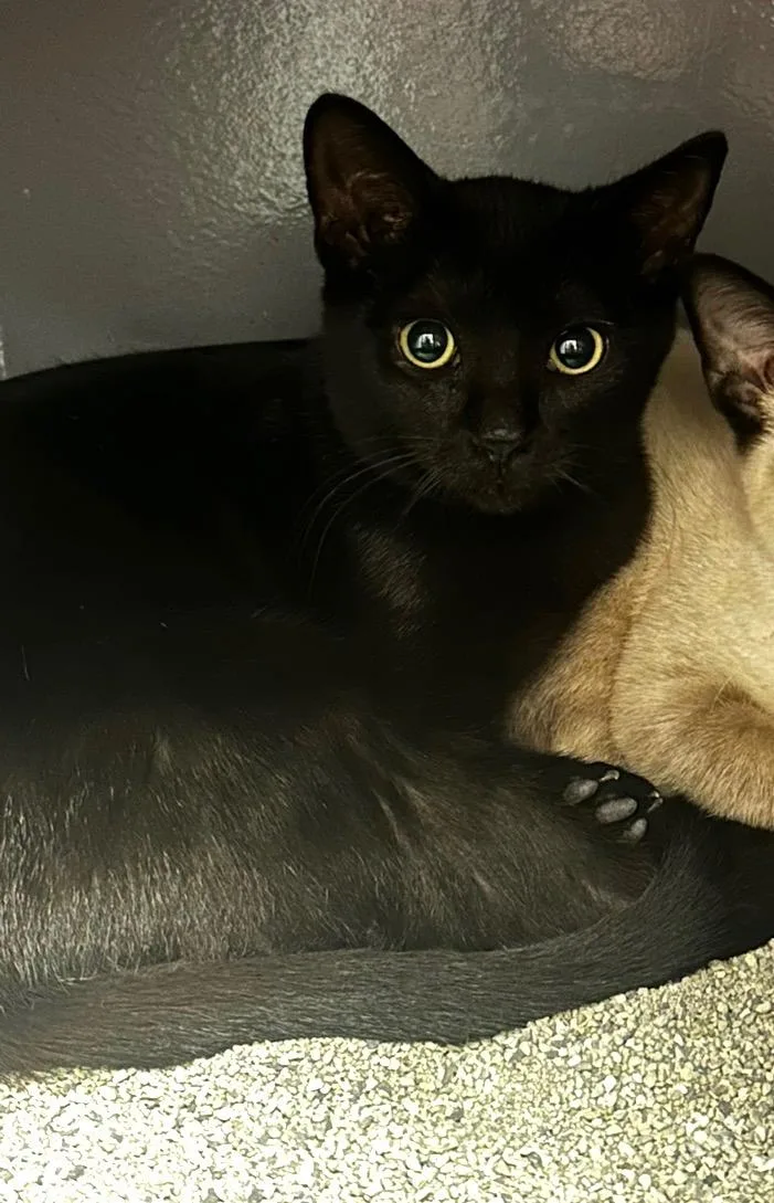 Eragon  Kuykendahl Petsmart