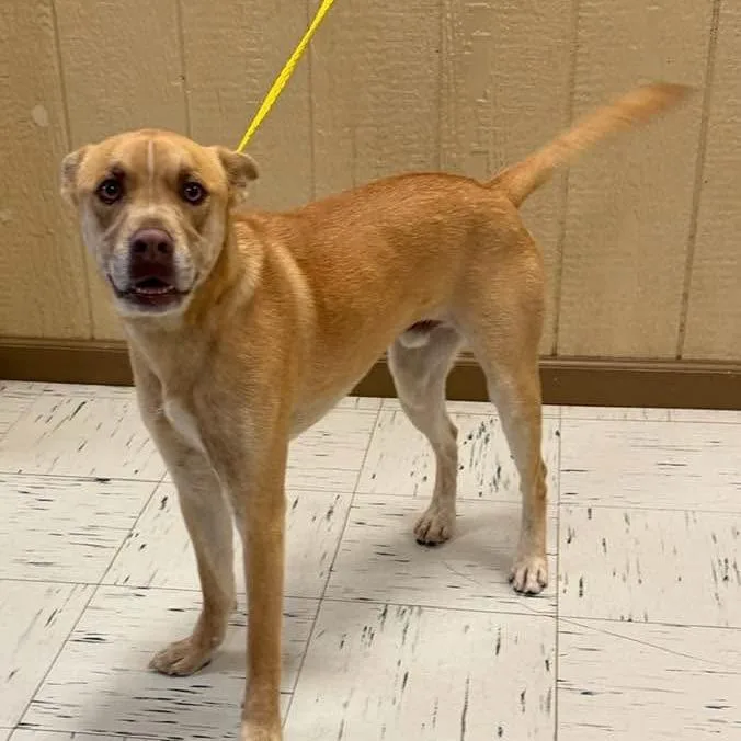 A young medium-sized male Yellow / Tan / Blond / Fawn Carolina Dog dog named Sonny for adoption in Fredericksburg, TX