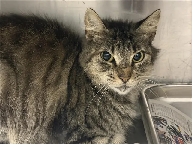 An adult medium-sized female Domestic Short Hair cat named Tatty for adoption in Los Angeles, CA