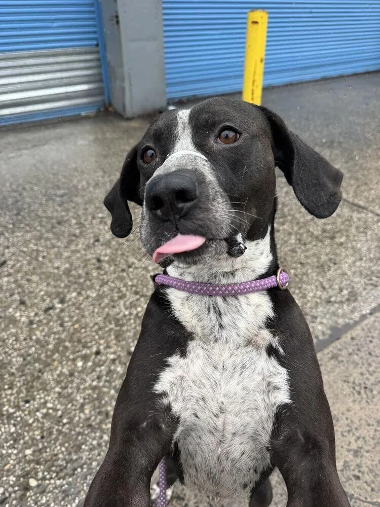 An adult large-sized male Tricolor (Brown, Black, & White) Mixed Breed dog named Malachi for adoption in New York, NY