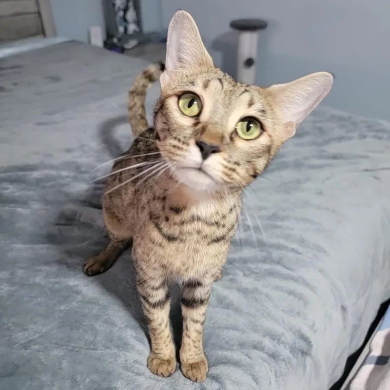 An adult medium-sized female Buff / Tan / Fawn Bengal cat named Ruby for adoption in Port Richey, FL