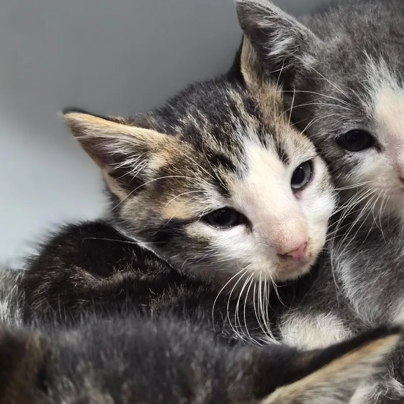 A baby small-sized male White Domestic Short Hair cat named Jalapeno for adoption in Wahiawa, HI