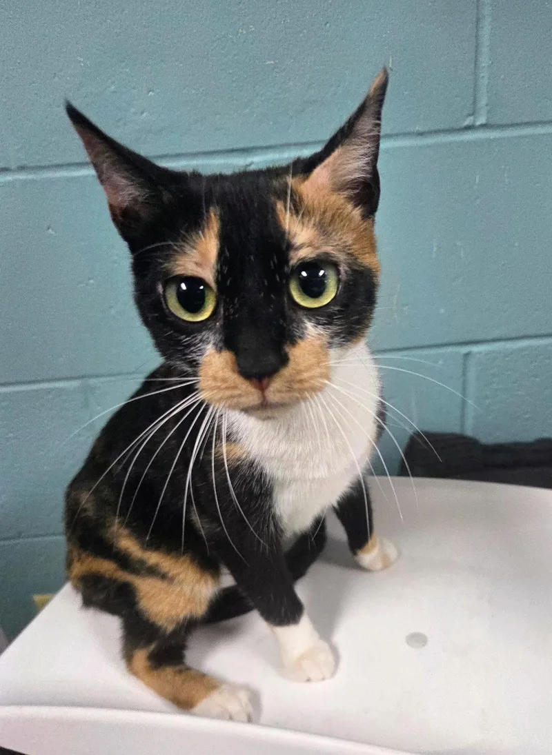 An adult medium-sized female Domestic Short Hair cat named Sasha for adoption in Trenton, NJ
