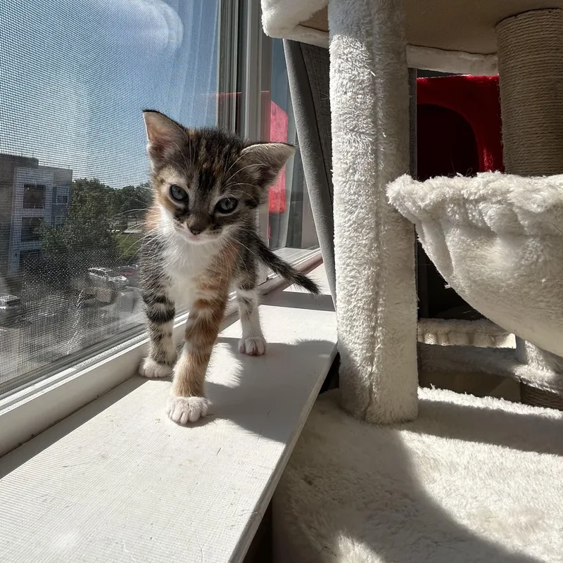 A baby medium-sized female Domestic Short Hair cat named Rosalia for adoption in Easley, SC