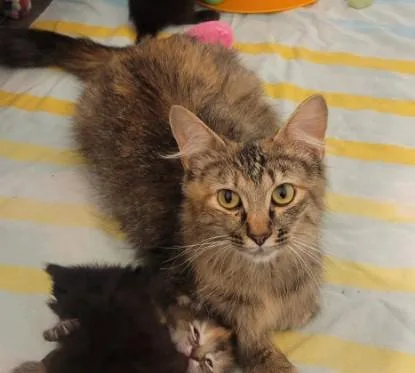 An adult medium-sized female Domestic Medium Hair cat named Winnie for adoption in Brighton, CO