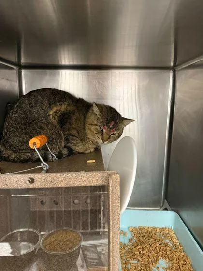 An adult large-sized male Domestic Short Hair cat named Homunculus for adoption in Sevierville, TN