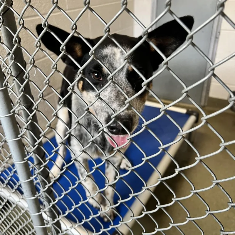A young large-sized male Yellow / Tan / Blond / Fawn Cattle Dog dog named 72118 for adoption in Harrisonburg, VA