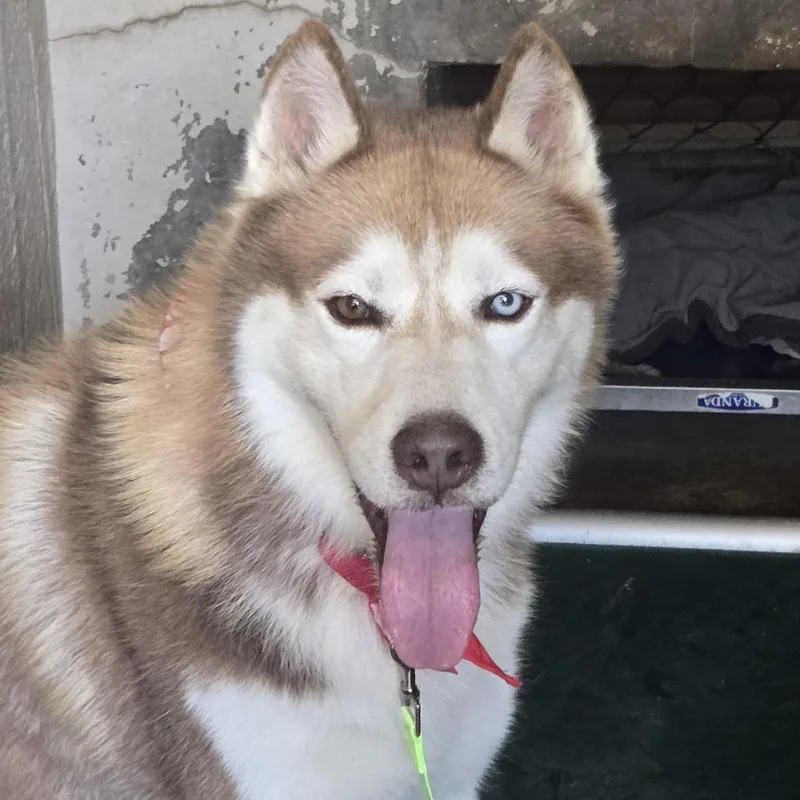 An adult medium-sized male Brown / Chocolate Husky dog named Boeing for adoption in Austin, TX