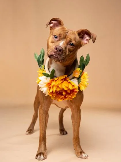 An adult large-sized female Munsterlander dog named Dakota for adoption in Atlanta, GA