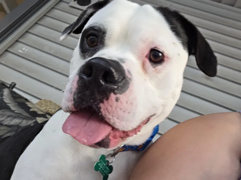 An adult medium-sized male American Bulldog dog named Bullseye for adoption in Aurora, IL