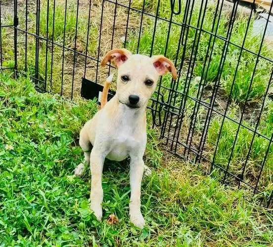 A baby small-sized female Mixed Breed dog named Effie for adoption in Milton, DE