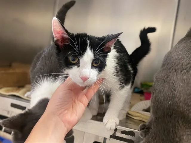 A baby small-sized female Domestic Short Hair cat named Karen for adoption in Fort Wayne, IN