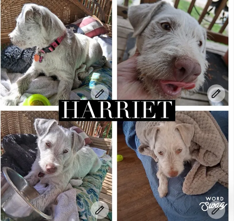 A young medium-sized female Gray / Blue / Silver Wirehaired Terrier dog named Harriet for adoption in canyon lake, TX