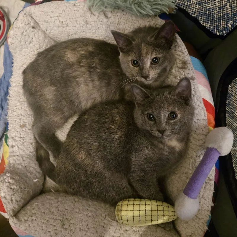 A baby medium-sized female Dilute Tortoiseshell Domestic Short Hair cat named Wonton And Dumpling for adoption in Flushing, NY