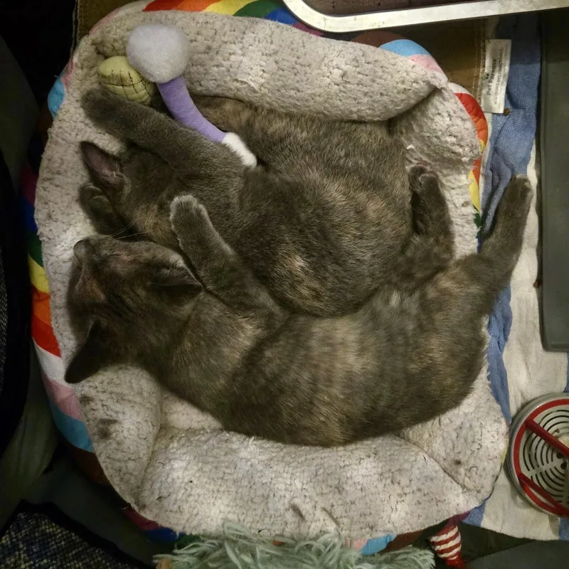 Wonton And Dumpling thumbnail 4