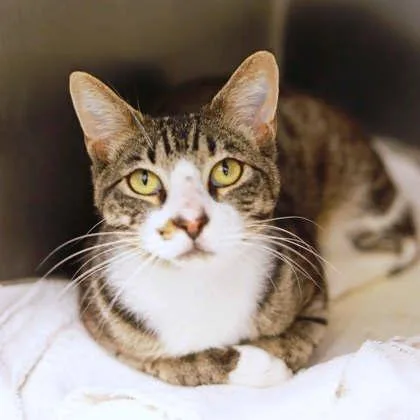 A young small-sized male Black Domestic Short Hair cat named Louie for adoption in Atlanta, GA