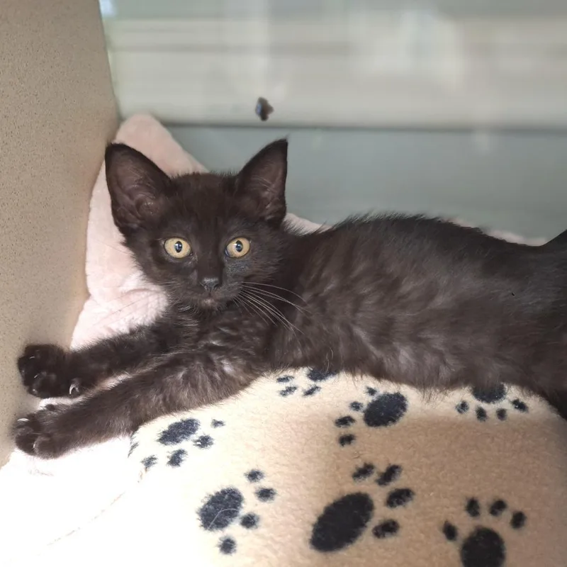 A baby small-sized female Domestic Medium Hair cat named Ooey for adoption in Cumming, GA